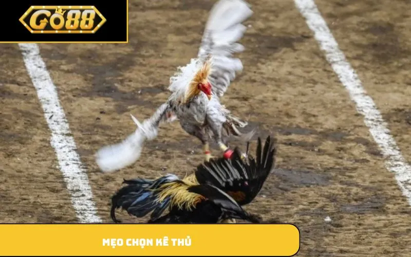 Mẹo chọn kê thủ