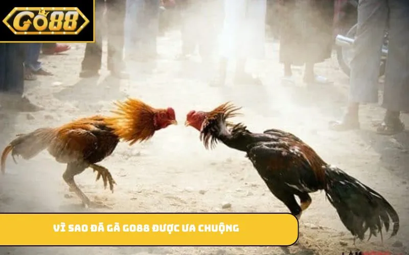 Vì sao đá gà GO88 được ưa chuộng?